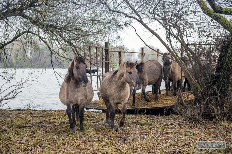 Табун диких тарпановидных лошадей из Латвии поселился в дельте Дуная