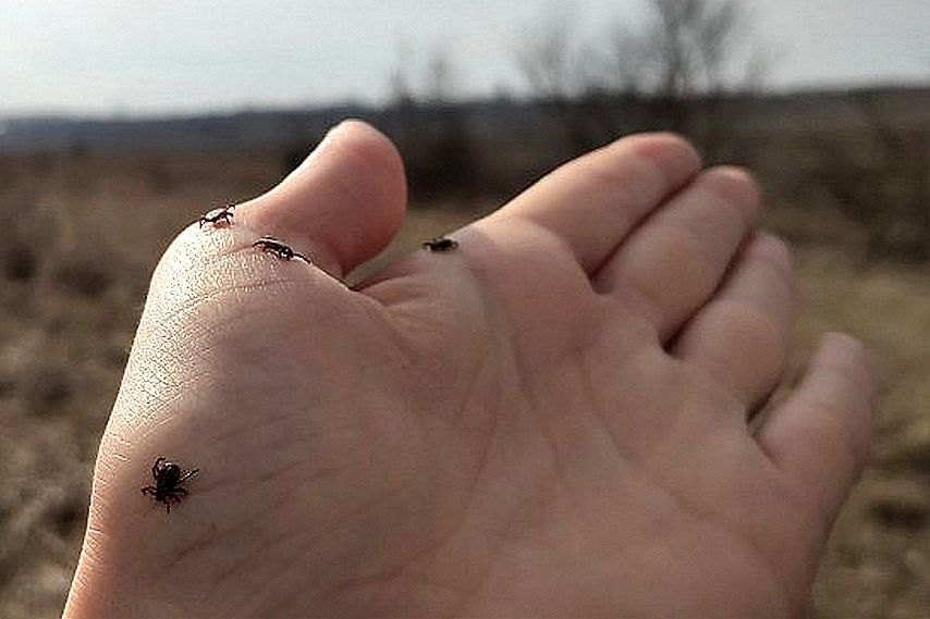 ЕСЛИ ВАС УКУСИЛ КЛЕЩ: КАК РАЗОБРАТЬСЯ БЕЗ СЛОЖНЫХ ИССЛЕДОВАНИЙ?