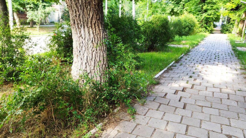 БОЛГРАД ЦВЕТУЩИЙ: АКТИВИСТЫ И ВЛАСТИ  О ТОМ, ЧТО НЕ ТАК С ОЗЕЛЕНЕНИЕМ ГОРОДА