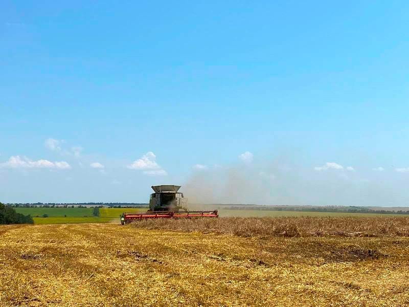 В БОЛГРАДСКОМ РАЙОНЕ ЗАВЕРШЕНА УБОРКА РАННИХ ЗЕРНОВЫХ КУЛЬТУР: ЦИФРЫ – РЕКОРДНЫЕ