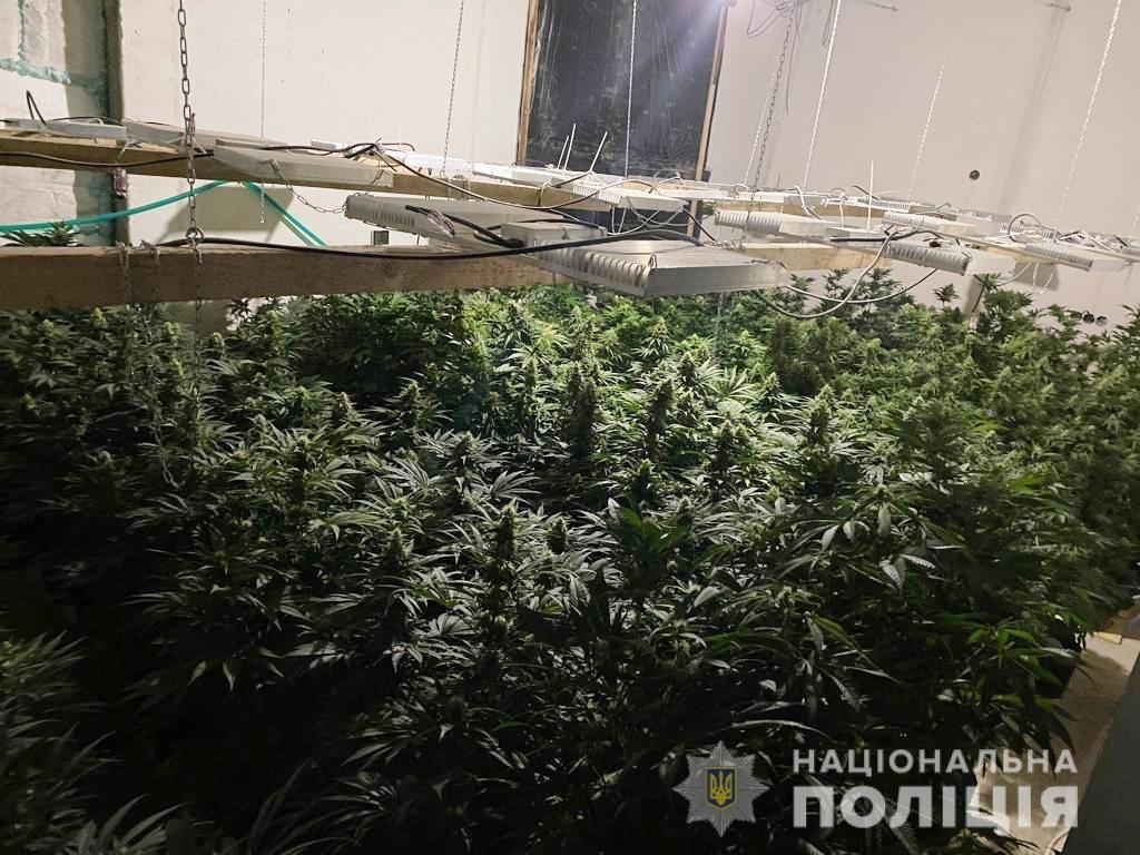 ОДЕСЬКІ ПОЛІЦЕЙСЬКІ ВИКРИЛИ ДВІ ЛАБОРАТОРІЇ З ВИРОЩУВАННЯ КОНОПЕЛЬ, ОДНА З НИХ – В БІЛГОРОД-ДНІСТРОВСЬКОМУ РАЙОНІ