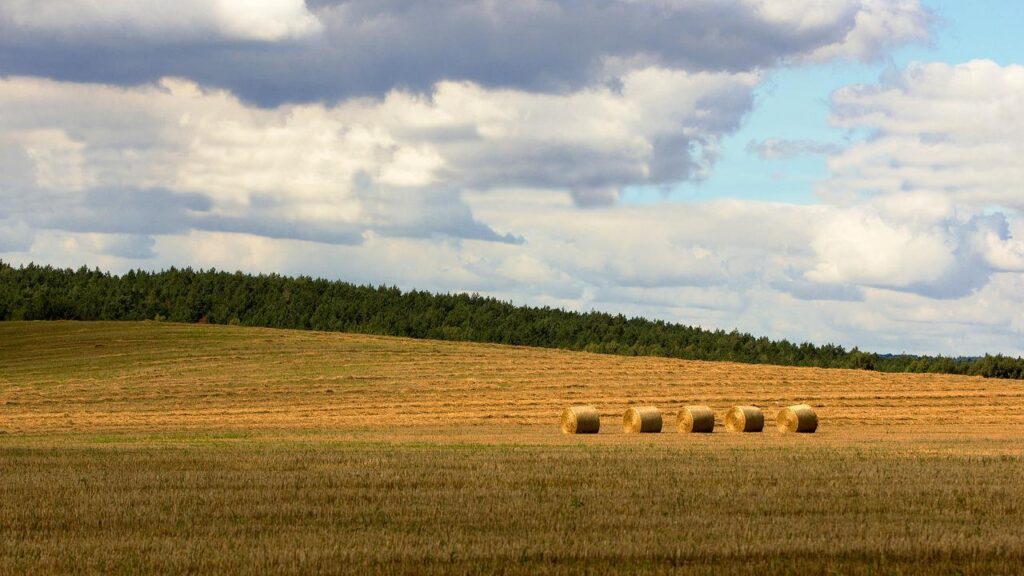 АГРАРІЇ ОДЕСЬКОЇ ОБЛАСТІ  СПОДІВАЮТЬСЯ ЗІБРАТИ 60 ВІДСОТКІВ ВРОЖАЮ ВІД ТОРІШНЬОГО