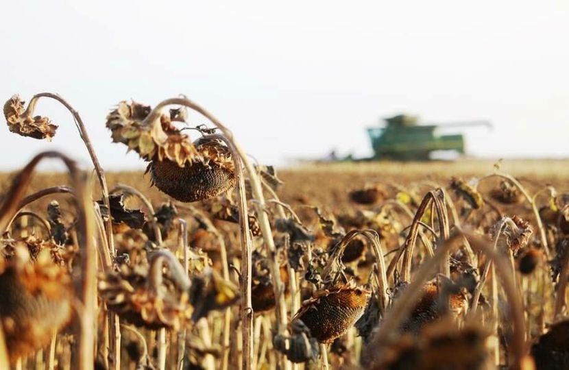 ЧЕРЕЗ НЕСТАЧУ ВОЛОГИ ТА ВІДСУТНІСТЬ ОПАДІВ В ПІВДЕННИХ РАЙОНАХ ОДЕЩИНИ ГИНУТЬ ОЗИМІ КУЛЬТУРИ, – ОДА