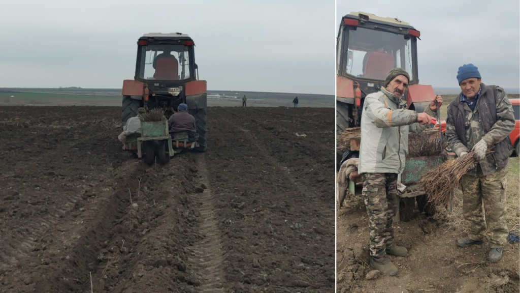 Відновити ліси попри війну: в Болградському районі за два роки необхідно висадити 224 гектари лісу (Фото, відео)
