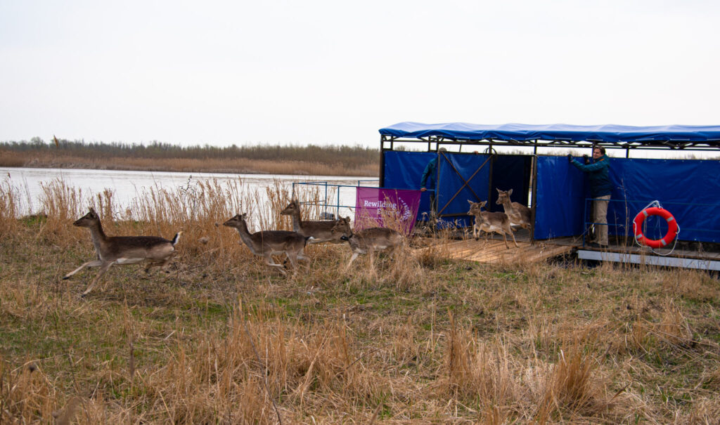 В Бессарабії оселилися лані та олені (Фото, відео)