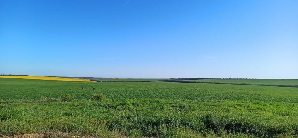 В якому стані після посушливої осені посіви зернових в Болградському районі