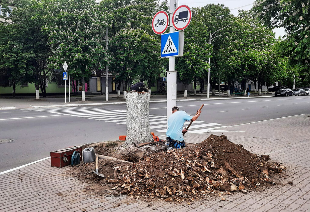 В Ізмаїлі вирубують каштани. В чому причина?