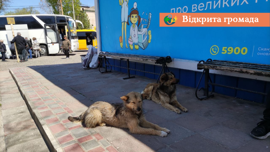 Відкрита громада: з бюджету Болградської міської ради  на безпритульних тварин виділили майже 100 тисяч гривень