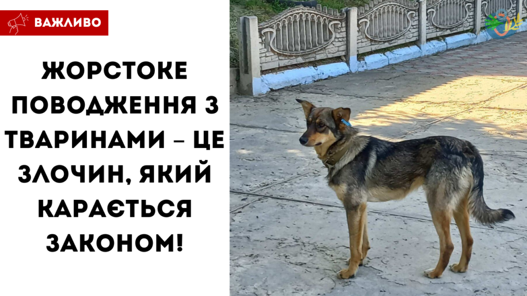 Невідома особа отруює безхатніх собак в смт Тарутине: влада шукає винних