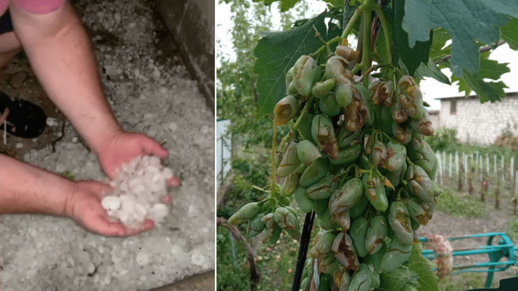В селі Кубей град розміром з перепелине яйце побив врожай та вікна (Фото, відео)