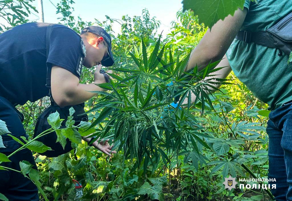 Замаскувала коноплю посеред малини: жителька Ізмаїла постане перед судом (Фото, відео)