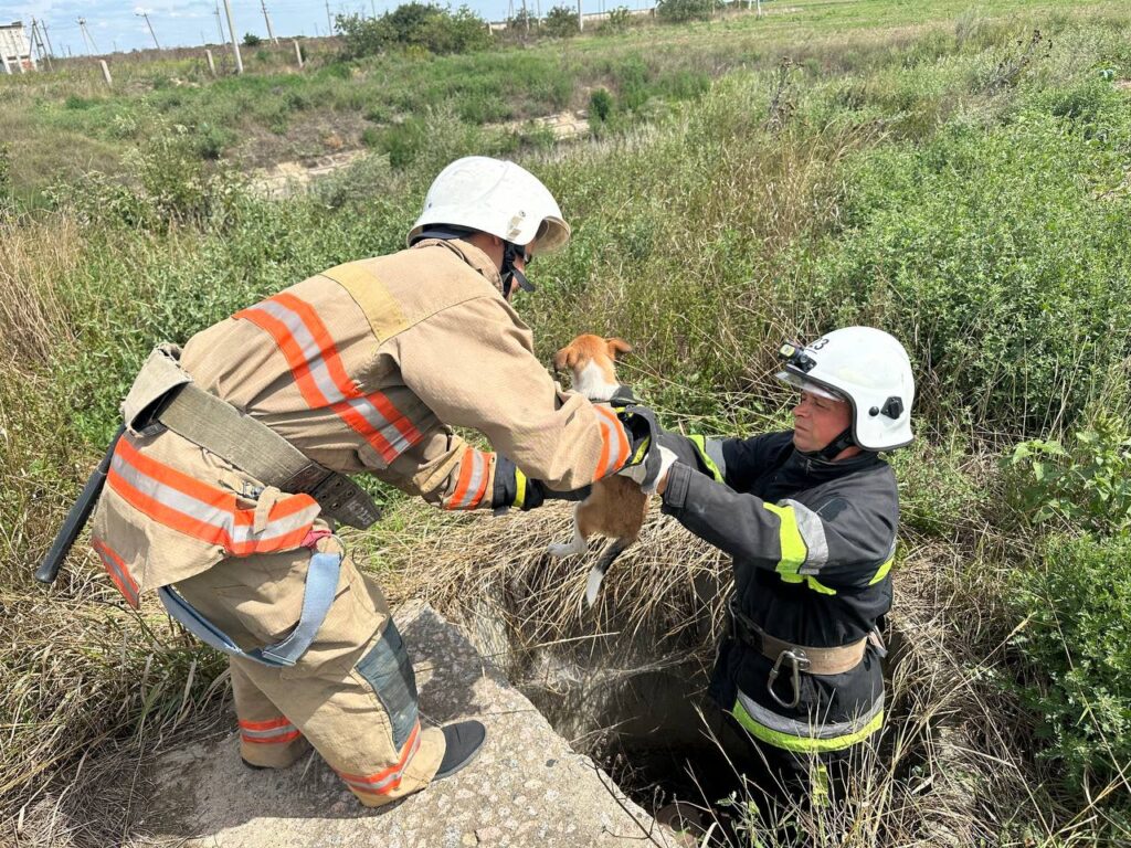 В Кілійській громаді рятувальники витягнули з колодязя цуценя (Фото)