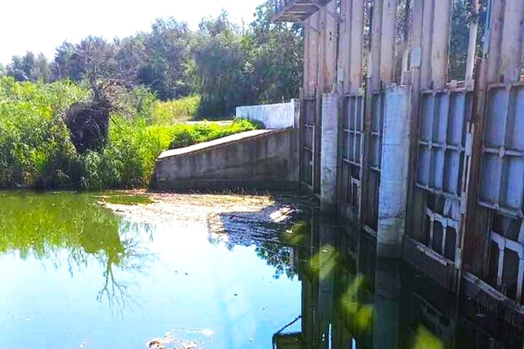 В одному з каналів Ізмаїльського району виявлено замор риби: у чому причина