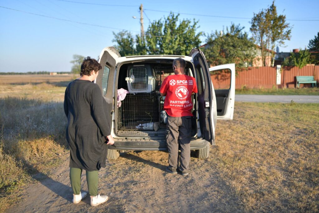 Як зооволонтери Ізмаїла спільно з професіоналами відловлювали собак для стерилізації