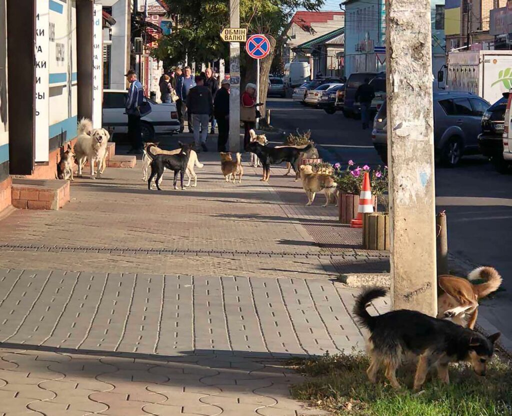 В Ізмаїлі знизилась чисельність безпритульних собак: як працює міська програма