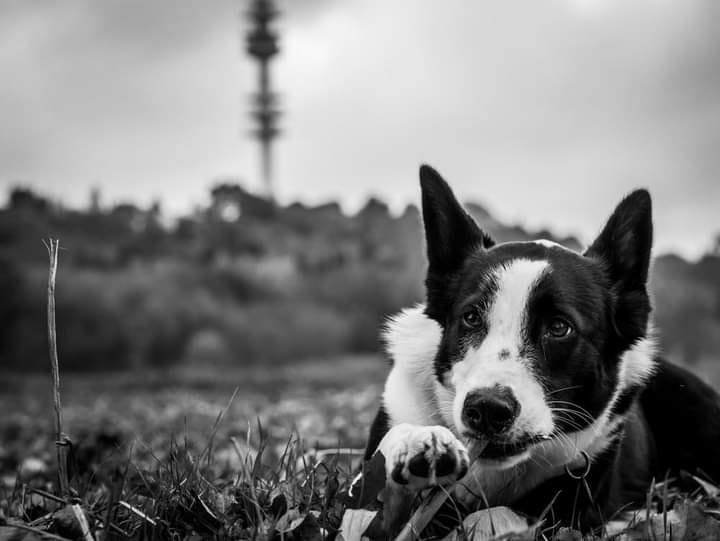 В Арцизі невідомі травлять безпритульних собак: громадськість занепокоєна та вимагає дій від влади