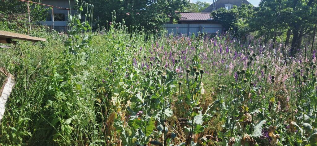 В одному з приватних домоволодінь у місті Ізмаїл поліцейські виявили макову плантацію (Фото)