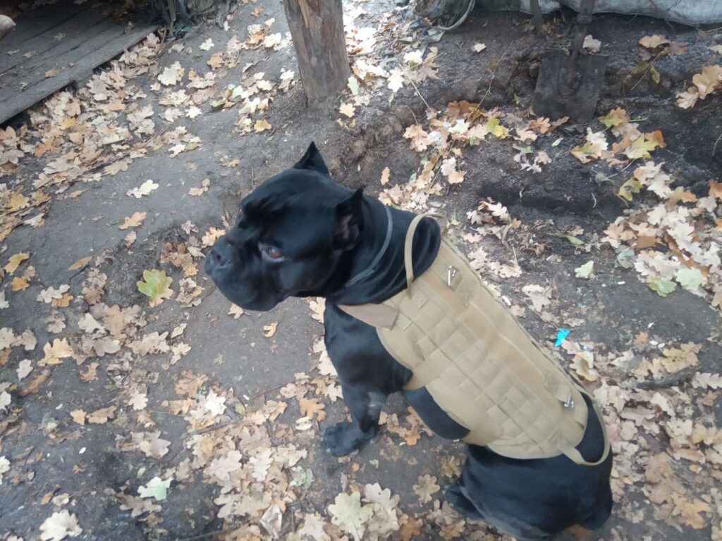 Помер собака, який відгриз собі лапу, щоб не потрапити в полон на Донбасі
