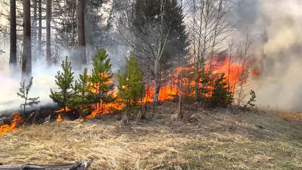 В Болградському районі вогонь знищив декілька гектарів лісу