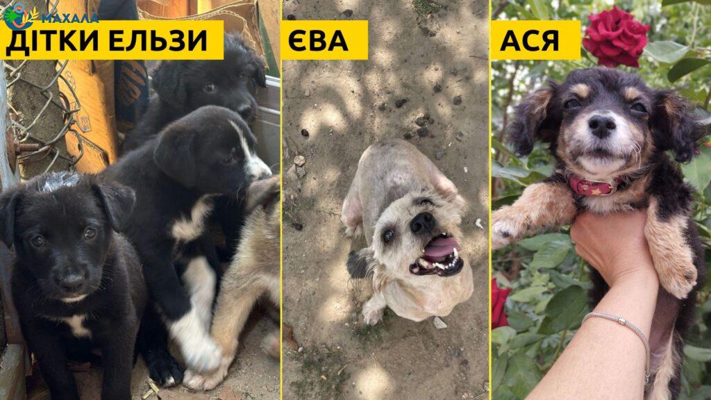 Шанс на друге життя: як зооволонтери Болграда змінюють долі безпритульних тварин