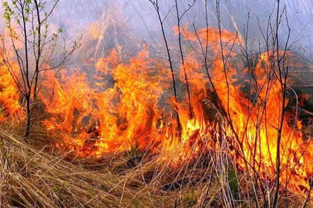 Яка відповідальність в умовах воєнного стану загрожує за підпал трави: що треба знати, аби не отримати 15 років ув’язнення