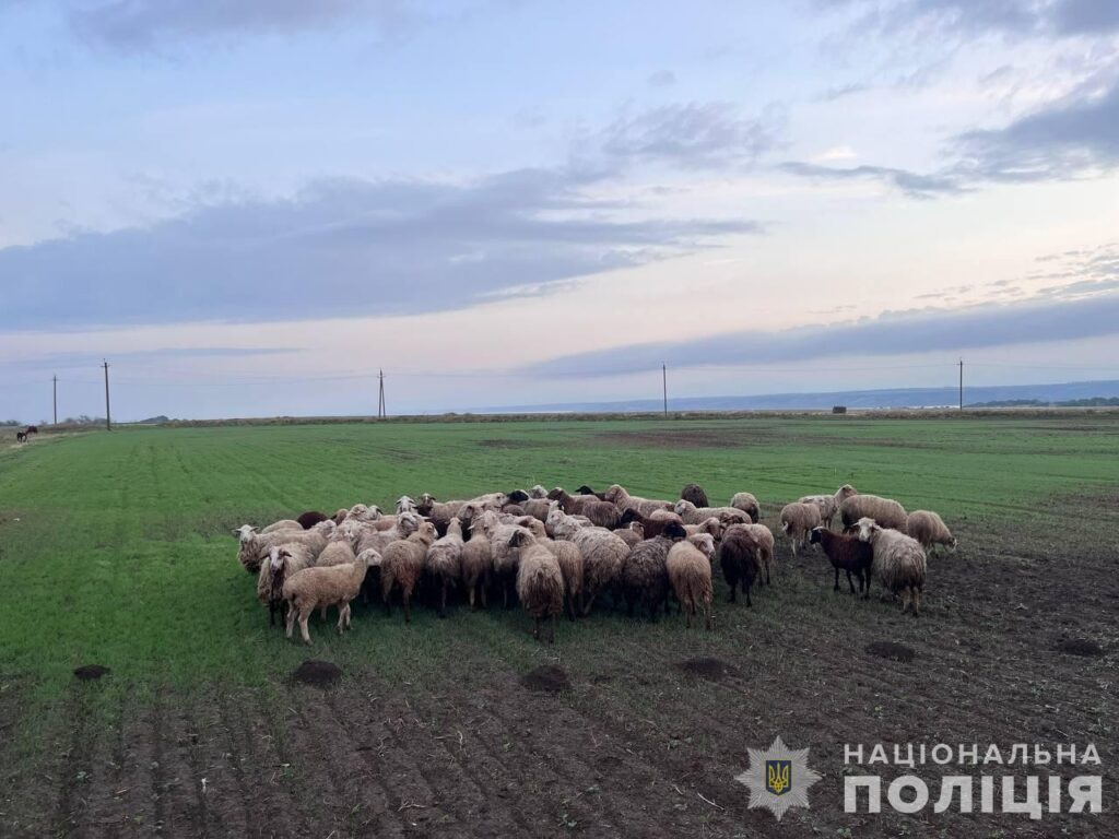 Мешканці Болградського району викрали овець та заподіяли шкоди на суму понад пів мільйона гривень