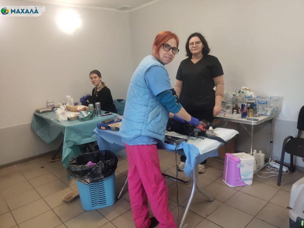 У Сараті вдруге відбулася благодійна акція зі стерилізації домашніх та безпритульних тварин