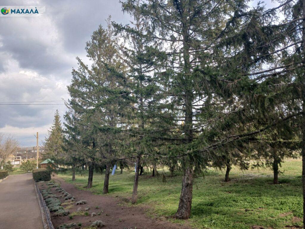 Як село Надеждівка Арцизької громади перетворюється на одне з найзеленіших сіл Бессарабії