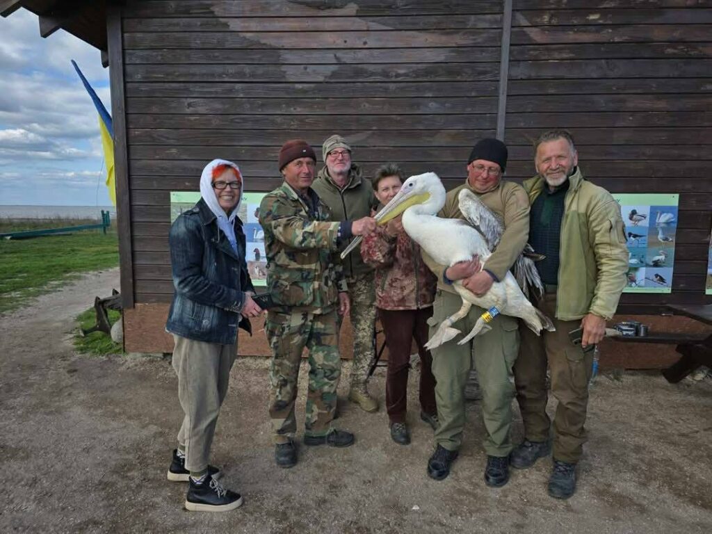 У нацпарку Тузлівські лимани кільцювали пару пеліканів кольорами українського прапора
