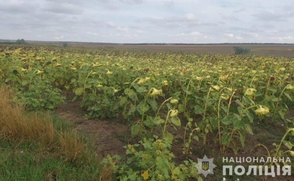 Мешканець Тарутинської громади, який самовільно зайняв земельну ділянку та висадив на ній соняшник, постав перед судом
