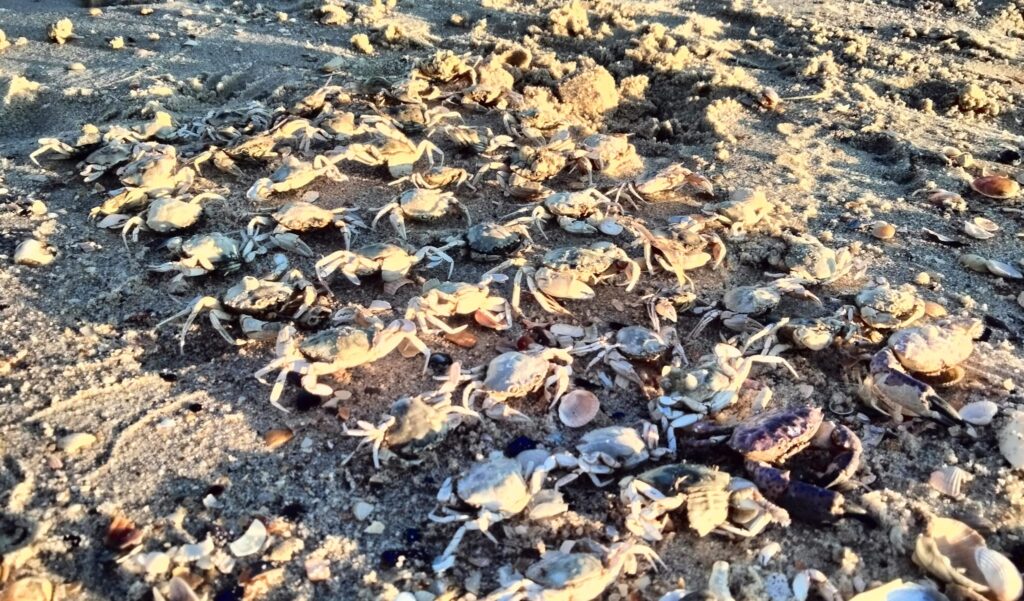 На узбережжя Чорного моря викинуло багато крабів