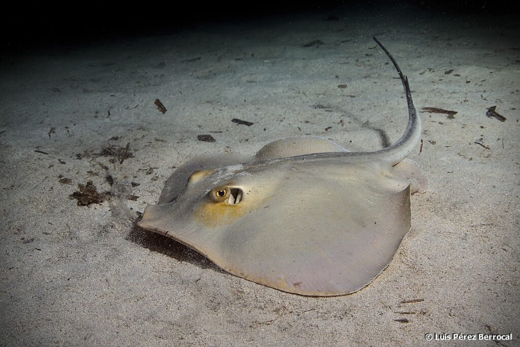 Скати повертаються на Одещину: у Чорному морі відновлюється популяція морського кота