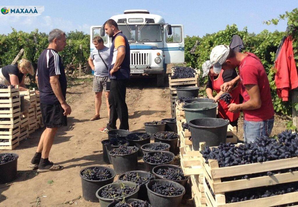 Фермери Котловини створили кооператив водокористувачів: які проблеми це допомагає вирішувати?