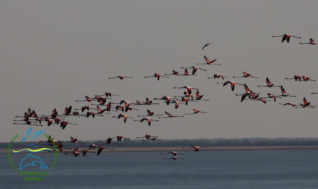 Війна налякала фламінго, але після кількох днів мандрування вони повернулися до Тузлівських лиманів