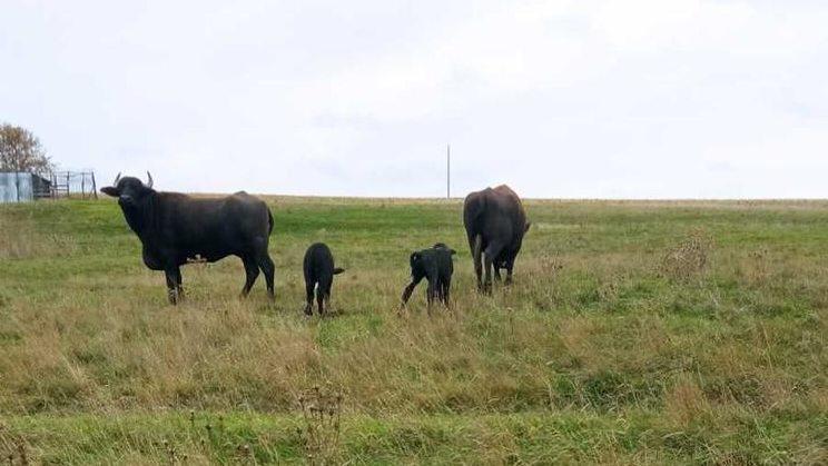 У степу в Болградському районі народилися буйволи: що відомо про цих тварин?