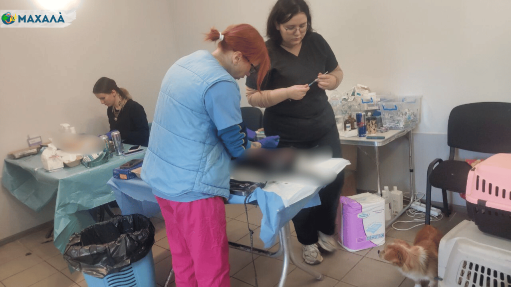 У Сараті проведуть безкоштовну стерилізацію тварин