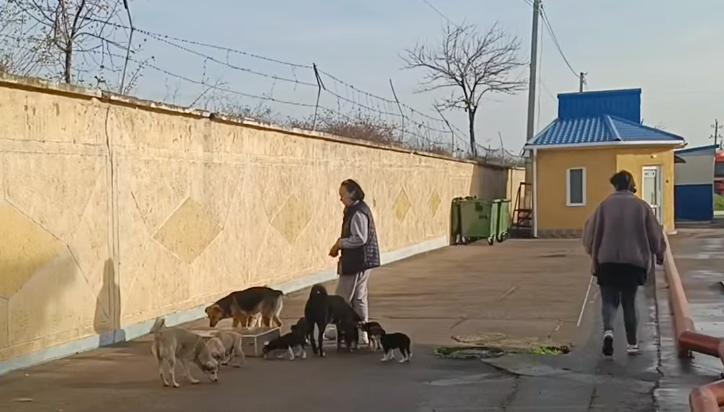 Ізмаїльські волонтери відловили та простерилізували два десятки собак з КПП “Рені — Джурджулешти”