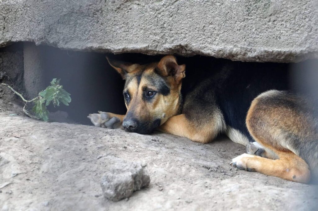 В Ізмаїлі відбудеться безкоштовна тижнева стерилізація тварин: як записатися?