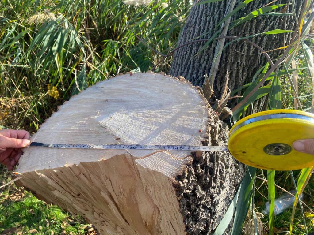 В Ренійській громаді систематично вирубують ліс