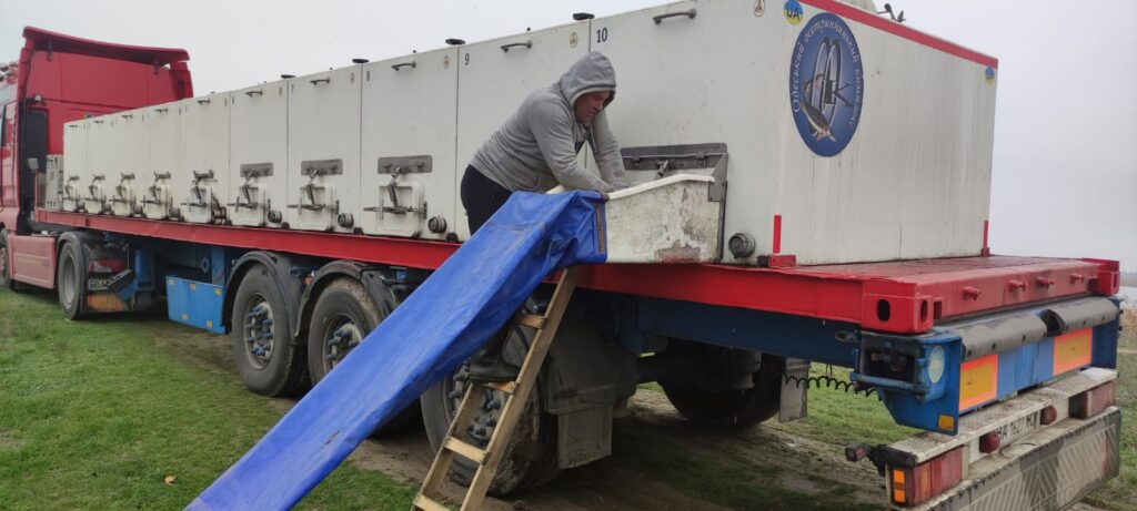 На озері Сасик розпочали зариблення: до водойми випустили сотні тисяч мальків товстолоба