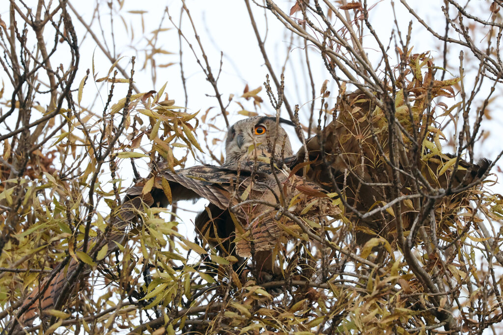 У дику природу дельти Дунаю випустили ще чотири пугачі: скільки їх загалом живе на волі