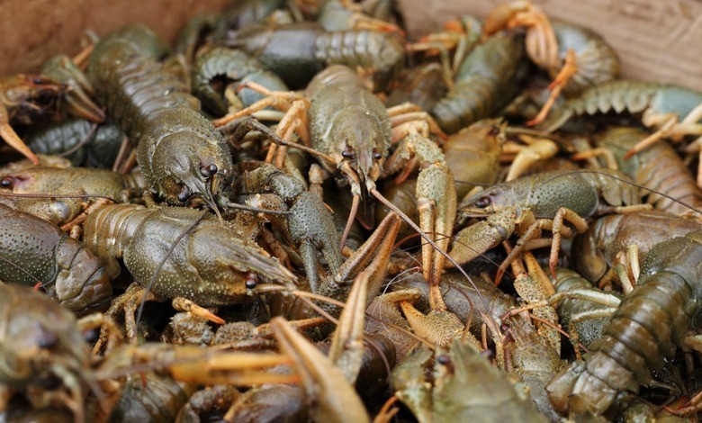 На Одещині з 1 грудня набуває чинності тривала заборона на вилов раків