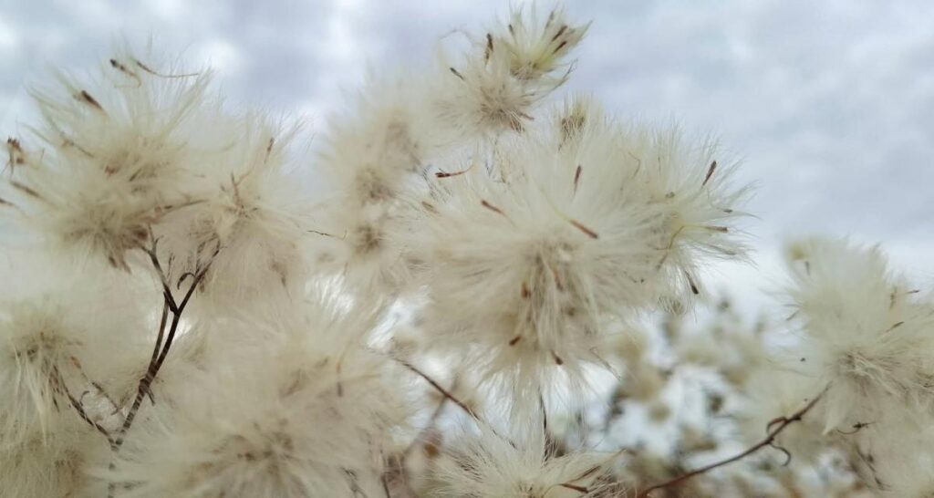 У Нацпарку “Тузлівські лимани” розквітла «бавовна»: солончакова айстра вкрила узбережжя білим килимом