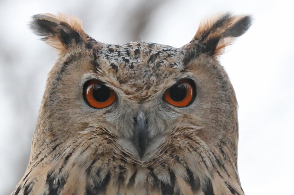 Пугачі повертаються у дельту Дунаю: в регіоні випустили нову групу рідкісних птахів