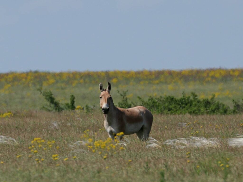 Тарутинський степ відновлює родючість ґрунтів завдяки диким тваринам