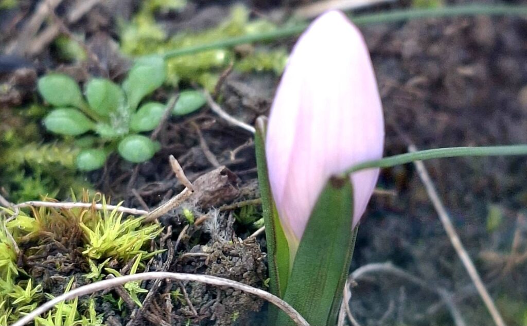 На півдні Одещини попри зиму прокинулася весняна квітка