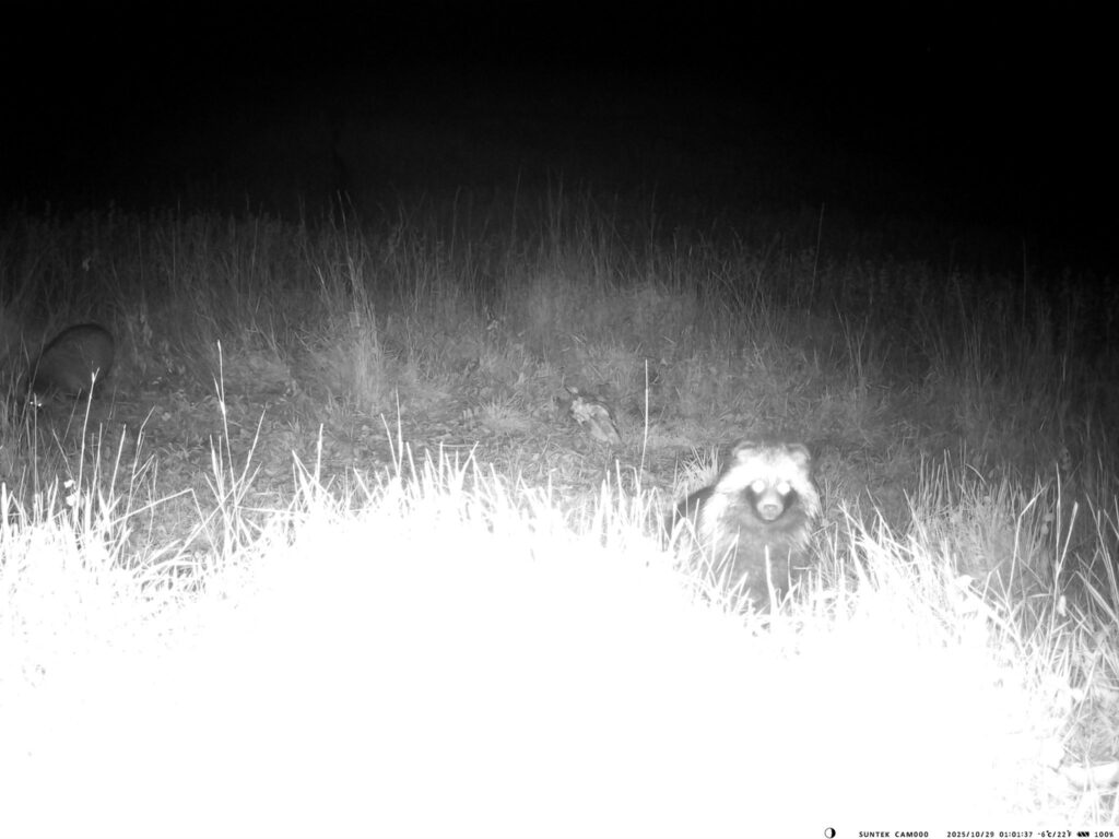 В степах Бессарабії фотопастка вперше зафіксувала рідкісну тварину (Фото)