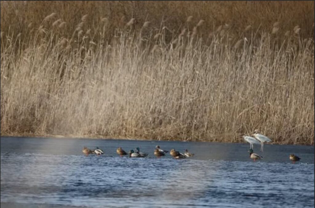 Волонтерка Ольга Небога прагне збереження унікальної долини річки Сарата