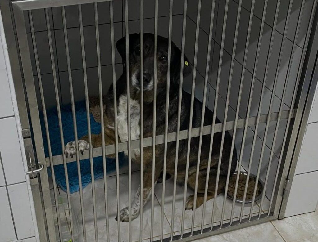 Знайдено чоловіка, який жорстоко побив собаку у Болграді: йому загрожує ув’язнення