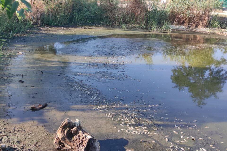 Морози спричинили часткову загибель риби на Тузлівських лиманах